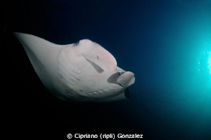 manta cleaning station by Cipriano (ripli) Gonzalez 